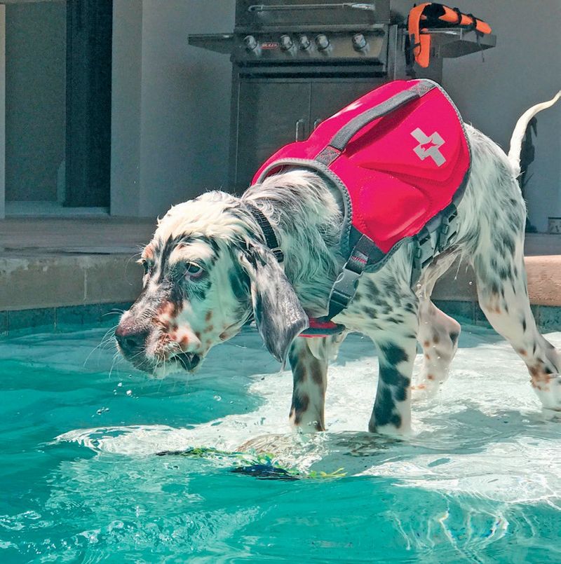 English Setter