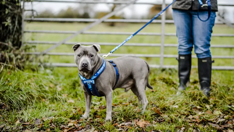 Staffordshire Bull Terrier