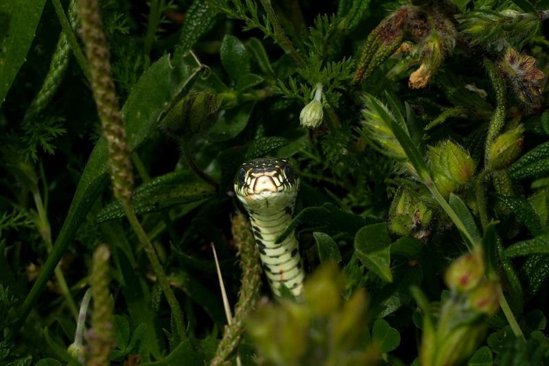 Dense Shrubbery