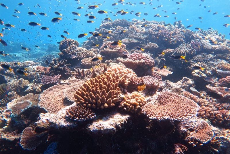 Coral
