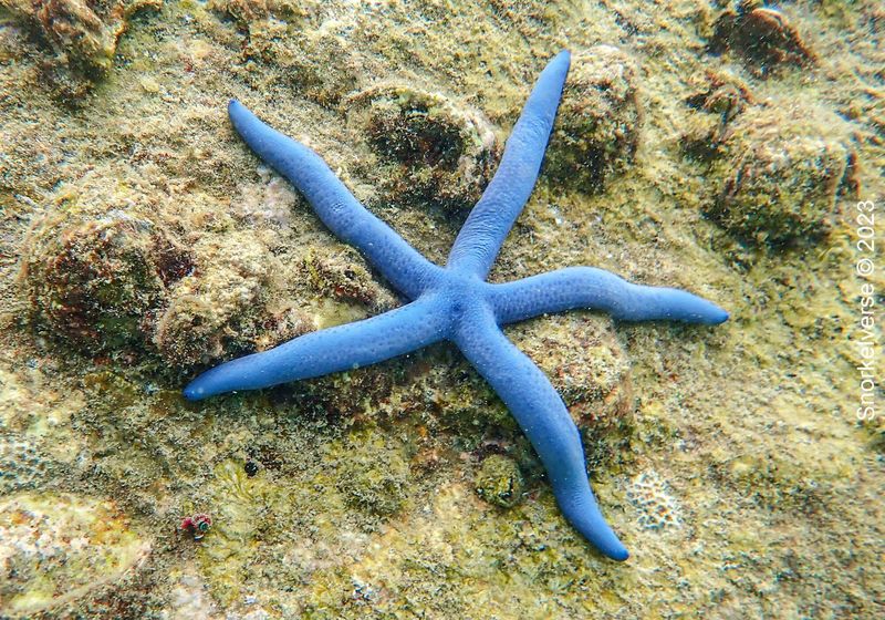 Starfish
