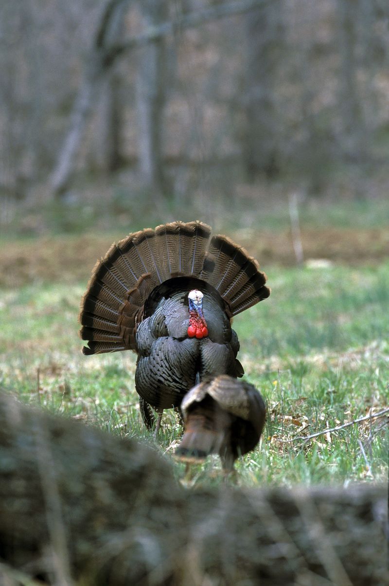 State 11: Mississippi