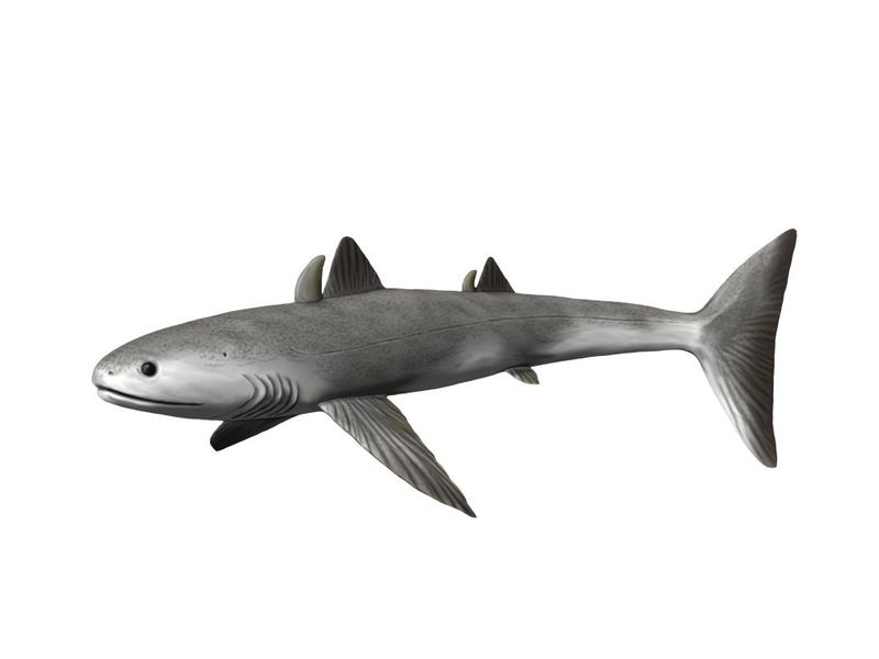 Cladoselache