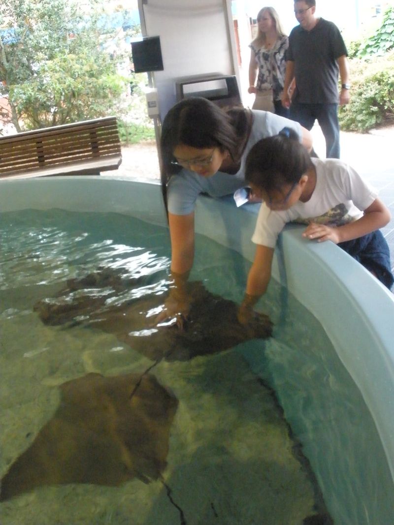 Stingrays