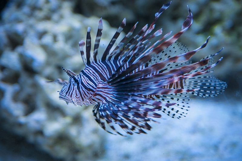 Lionfish