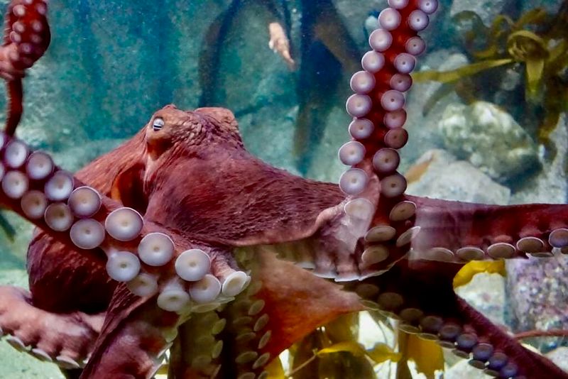 Giant Pacific Octopus