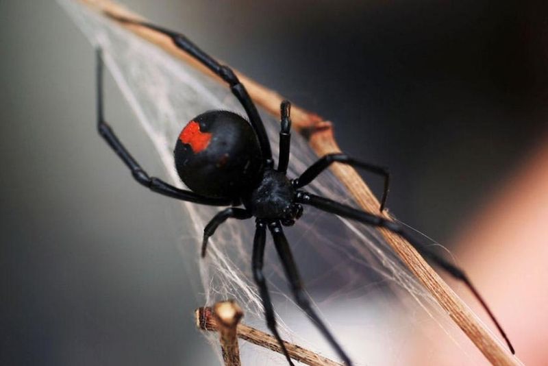 Redback Spider