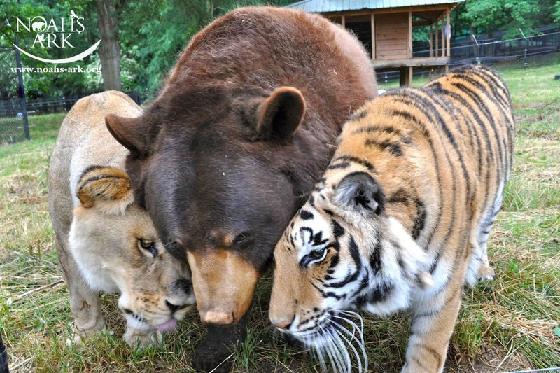 Baloo the Bear, Shere Khan the Tiger, Leo the Lion