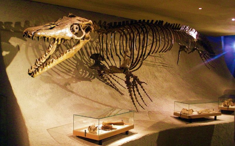 What Fossils Tell Us