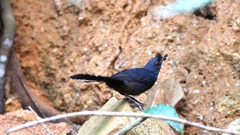 Stresemann's Bristlefront