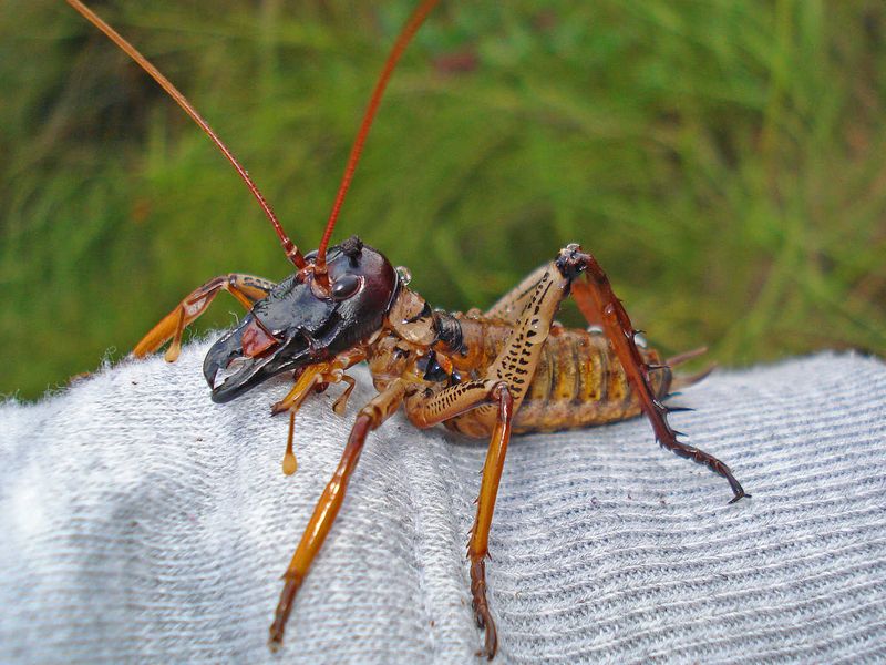 Weta Insect
