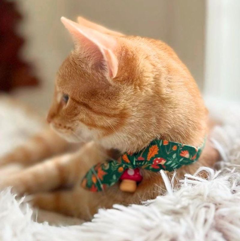 Decorative Cat Collars (Hated)