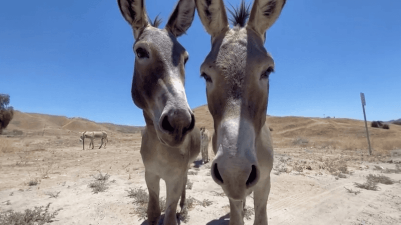 Natural Nomads