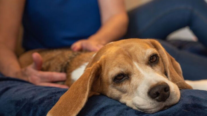 Stuck Inside? 14 Ways to Entertain Your Dog on Rainy Days