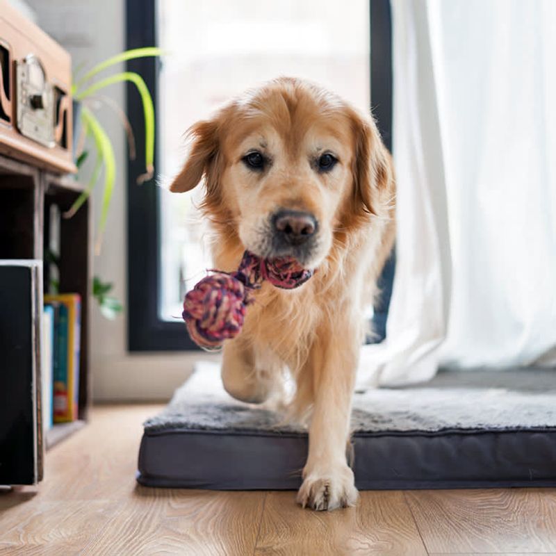 Bringing Toys to Play