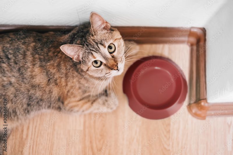 Inconsistent Feeding Schedules