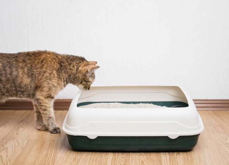 Not Cleaning the Litter Box Regularly