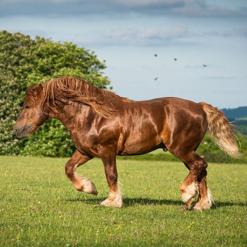 Suffolk Punch