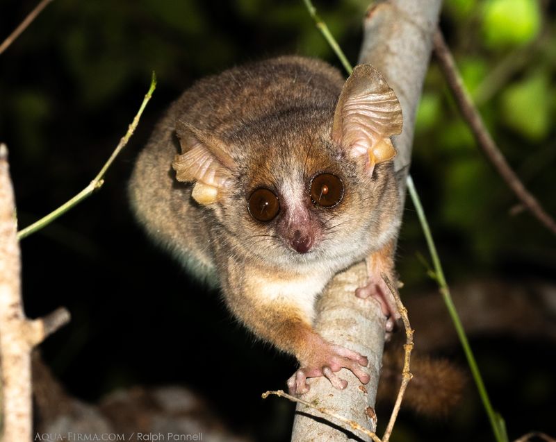 Mouse Lemur