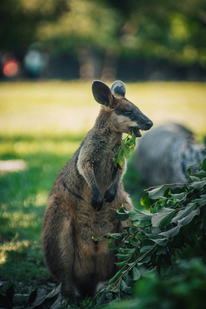 Wallaby