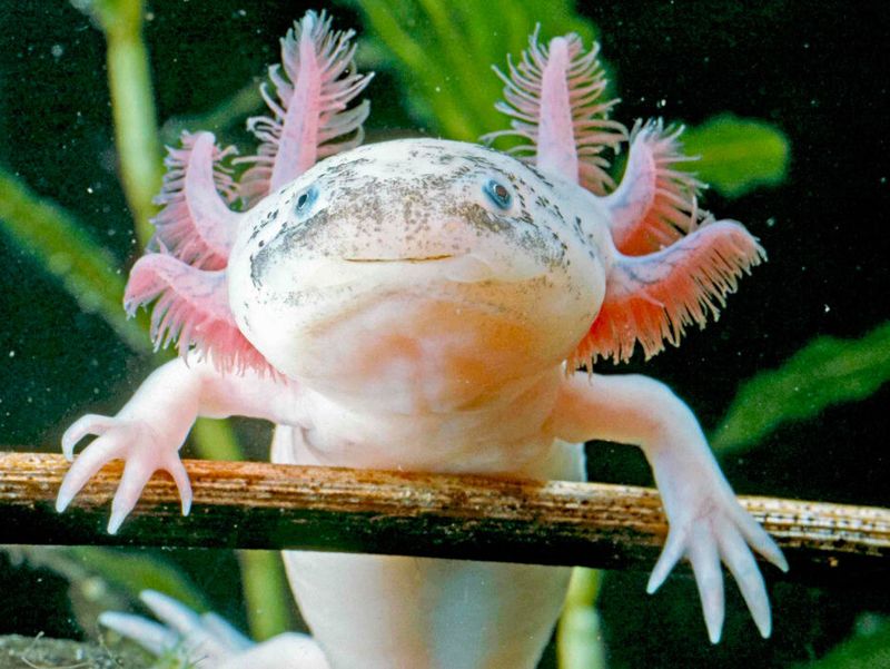 Axolotl