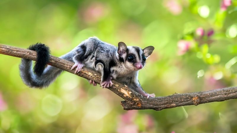 Sugar Glider