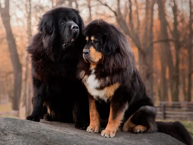Tibetan Mastiff