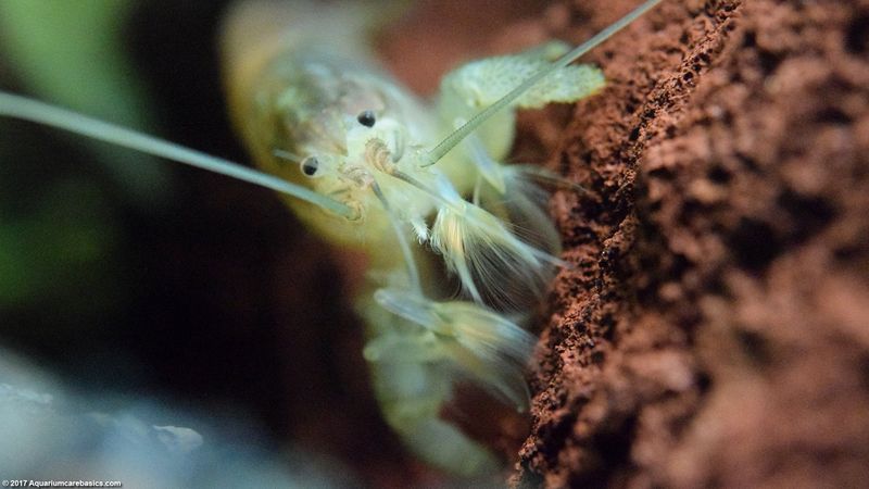 Vampire Shrimp