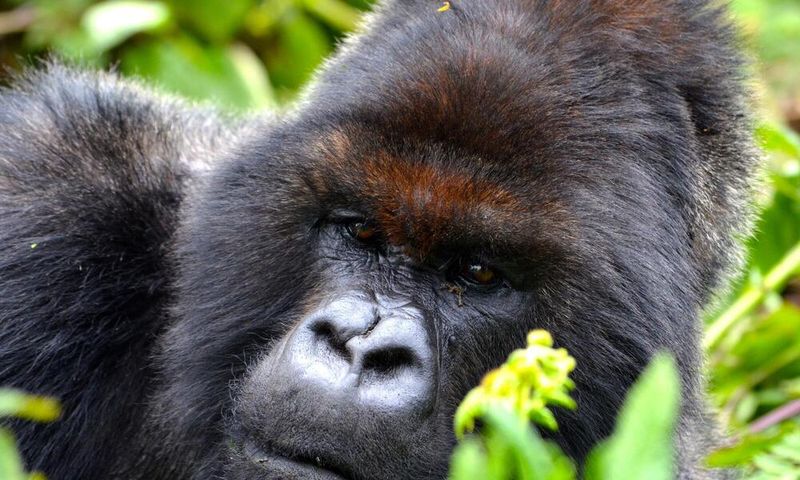 Mountain Gorilla