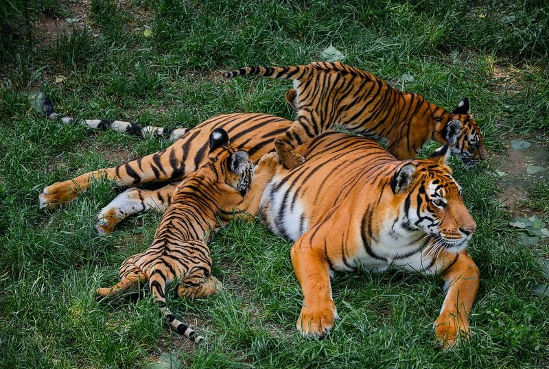 South China Tiger
