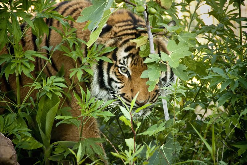 Sumatran Tiger