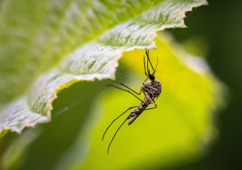 Mosquito
