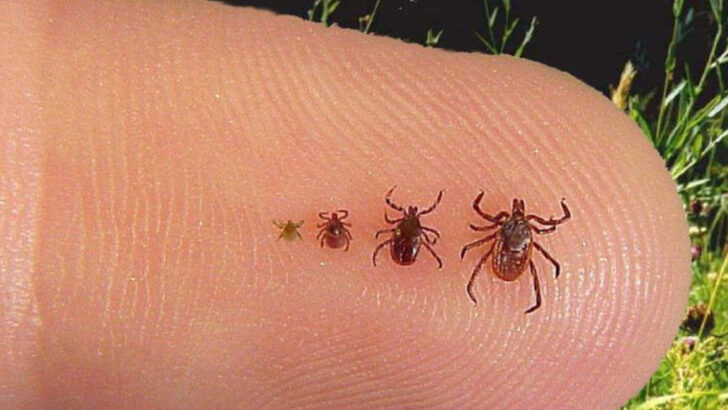 Summer Camping Guide: Watch Out for These 11 Insects