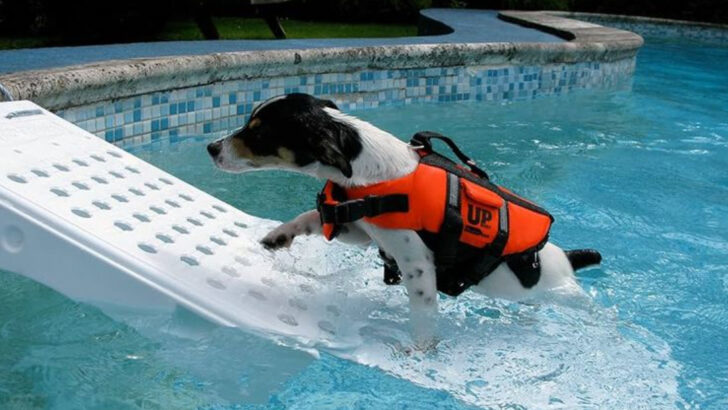 Summer Pool Safety: 10 Products to Protect Your Pets and Local Wildlife