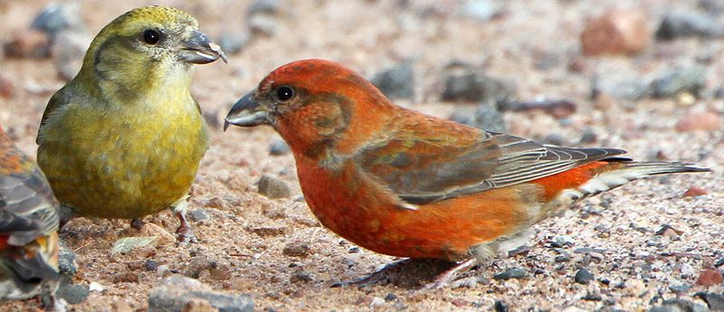Red Crossbill