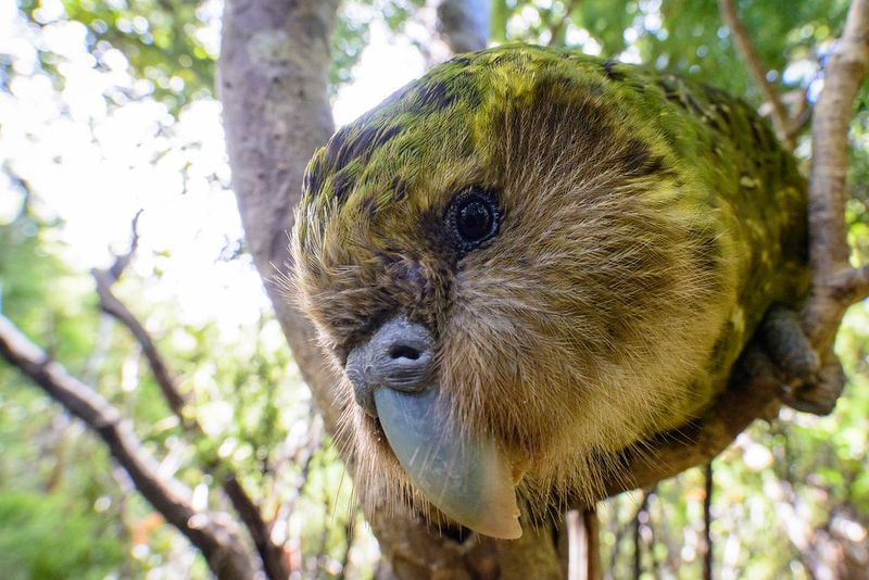 Kākāpō