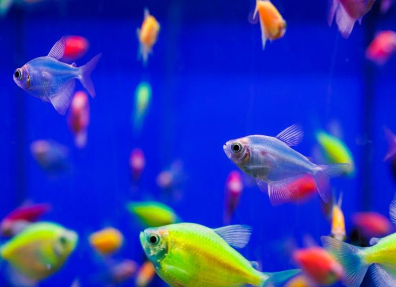 GloFish