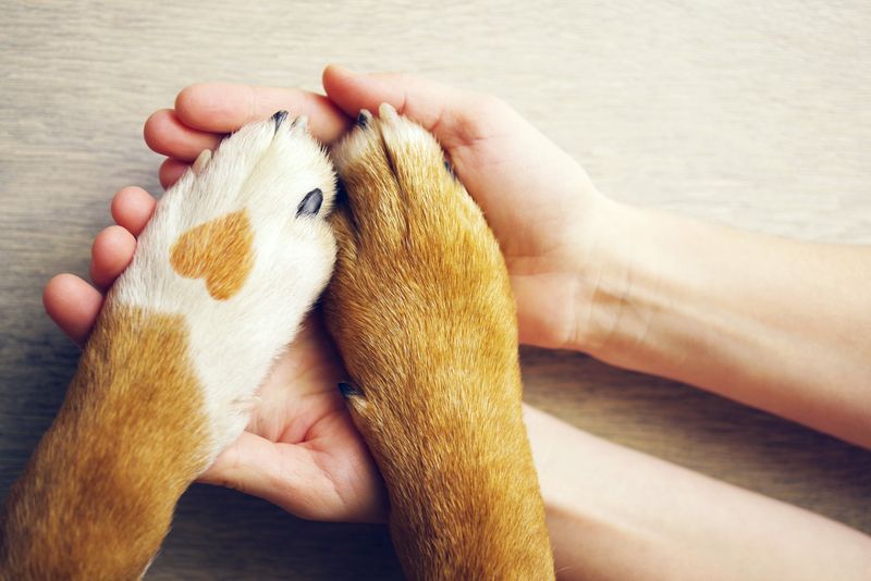 Promote Responsible Pet Ownership