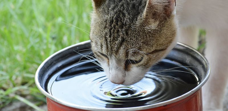 Organize Water Stations
