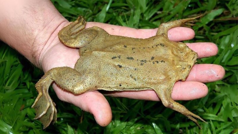 Surinam Toad