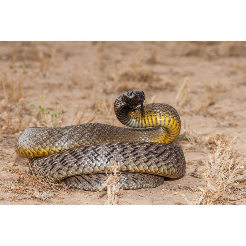 Inland Taipan