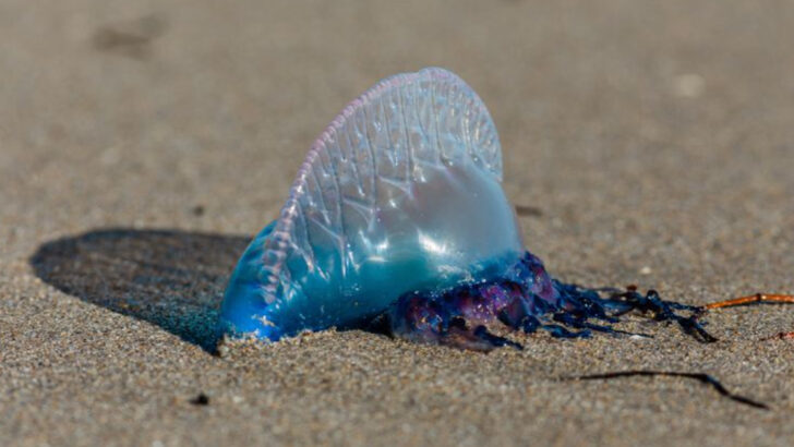 Surviving Australia: 21 Creatures That Could End You