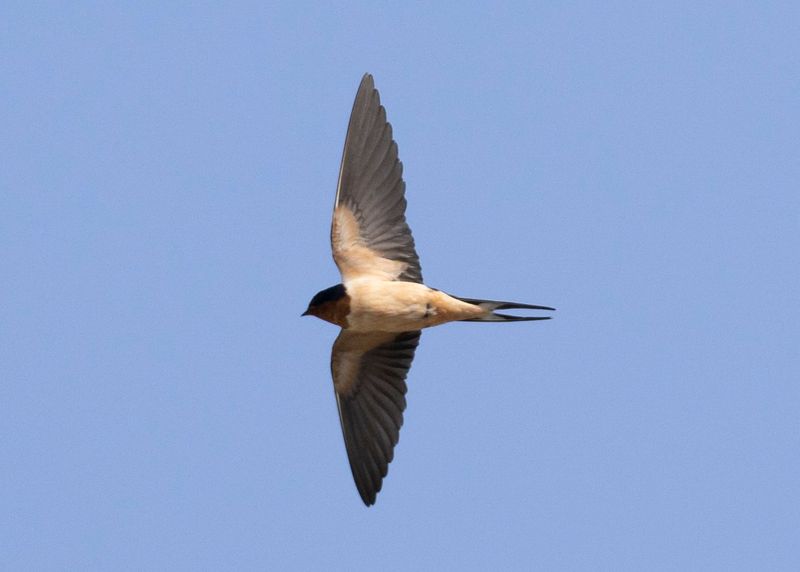 Swallow's Agile Maneuverability