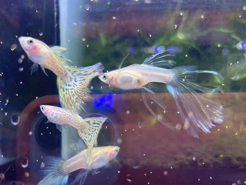 Swallow Guppy