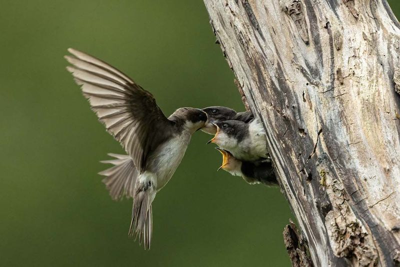 Swallow
