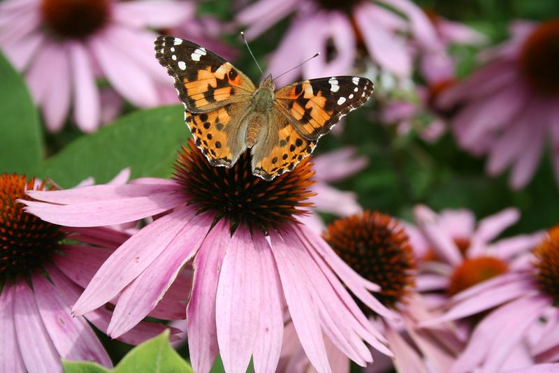 Painted Lady Butterfly