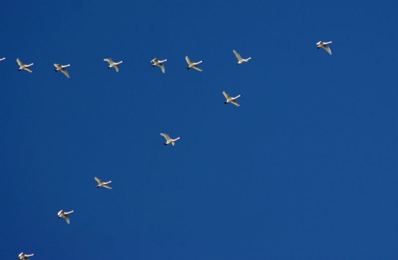 Swan V-Formation