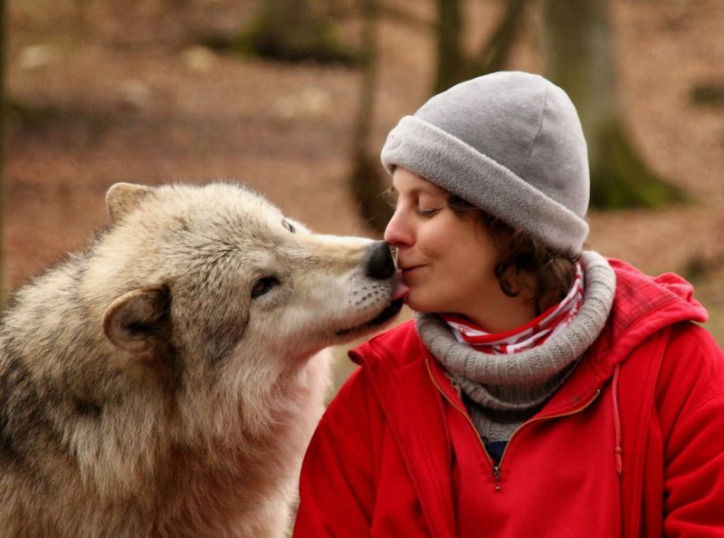 Wolf