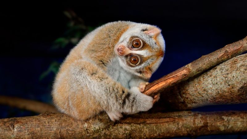 Slow Loris