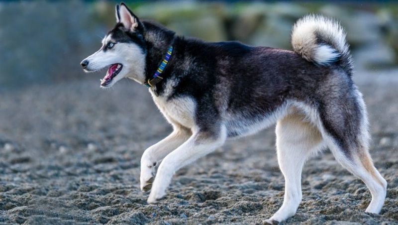 Canadian Eskimo Dog